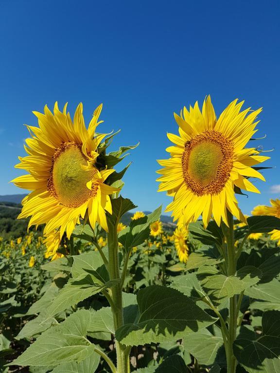 Agriturismo Il Catrino Ponteginori Exteriör bild