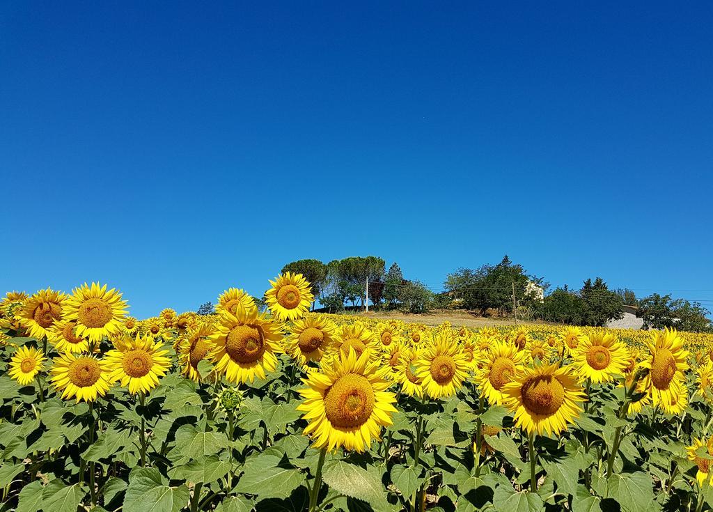 Agriturismo Il Catrino Ponteginori Exteriör bild